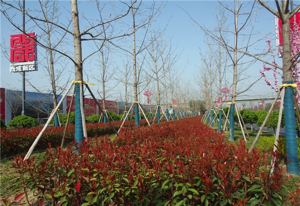 西安綠化養護公司